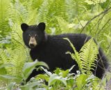 Ours noir (juv) 0793 - American Black bear