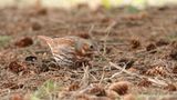 Bruant fauve Y3A6956 - Red Fox Sparrow