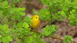 Paruline jaune Y3A4052 - Yellow Warbler