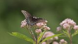 Papillon du cleri Y3A6384 - Black Swallowtail
