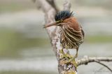 Hron vert Y3A9146 - Green Heron