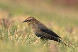 Quiscale rouilleux Y3A1461 - Rusty Blackbird