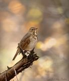 Grive solitaire Y3A1138 - Hermit Thrush