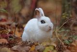 Lapin Y3A1185 - Rabbit