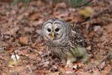 Chouette raye Y3A2161 - Barred Owl