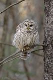 Chouette raye Y3A2181 - Barred Owl