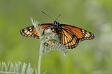 Vice-Roi Y3A5515 - Viceroy