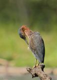 Hron vert Y3A9007 - Green Heron
