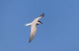 Gull-billed tern adult Oues Sous April bild 9117.jpg