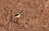 Western Black -eared wheatear male Tadoula March pic 2332.jpg