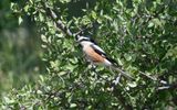 Masked shrike (Lanius nubicus)