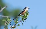 Masked shrike (Lanius nubicus)