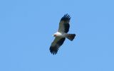 Booted eagle (Aquila pennata)