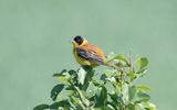 Black-headed bunting (Emberiza melanocephala)