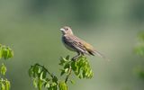 Black-headed bunting (Emberiza melanocephala)