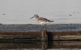 Curlew sandpiper (Calidris ferruginea)