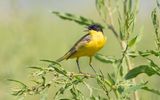 Black-headed wagtail (Motacilla flava feldegg)