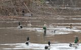 Marbled duck (Marmaronetta angustirostris)