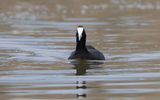 Red-knobbed coot (Fulica cristata)