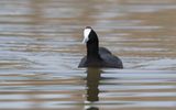 Red-knobbed coot (Fulica cristata)