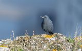 Blue rock thrush (Monticola solitarius)