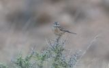 Rock bunting (Emberiza cia)