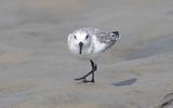 Sanderling (Calidris alba)