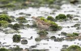 Water pipit (Anthus spinoletta spinoletta)
