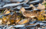 Dunlin (Calidris alpina)