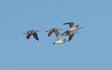 Eurasian whimbrel (Numenius phaeopus)