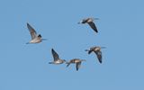Eurasian whimbrel (Numenius phaeopus)