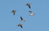 Eurasian whimbrel (Numenius phaeopus)