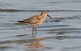 Curlew sandpiper (Calidris ferruginea)