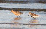 Curlew sandpiper (Calidris ferruginea)