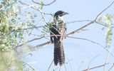 Asian koel (Eudynamys scolopaceus)
