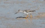 Terek sandpiper (Xenus cinereus)