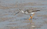 Terek sandpiper (Xenus cinereus)