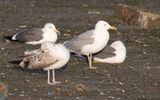 Caspian gull (Larus cachinnans)