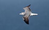 Steppe Gull (Larus fuscus barabensis)