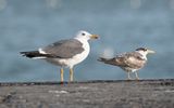 Heuglins gull (Larus fuscus heuglini)