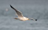 Heuglins gull (Larus fuscus heuglini)