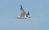 Little tern (Sternula albifrons)