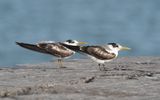 Greater crested tern (Thalasseus bergii)