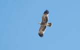 Eastern imperial eagle (Aquila heliaca)