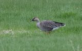 Tundra bean goose (Anser serrirostris rossicus)