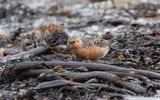 Red knot (Calidris canutus)