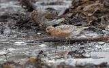 Red knot (Calidris canutus)
