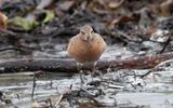 Red knot (Calidris canutus)