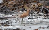 Red knot (Calidris canutus)