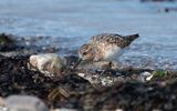 Sanderling (Calidris alba)